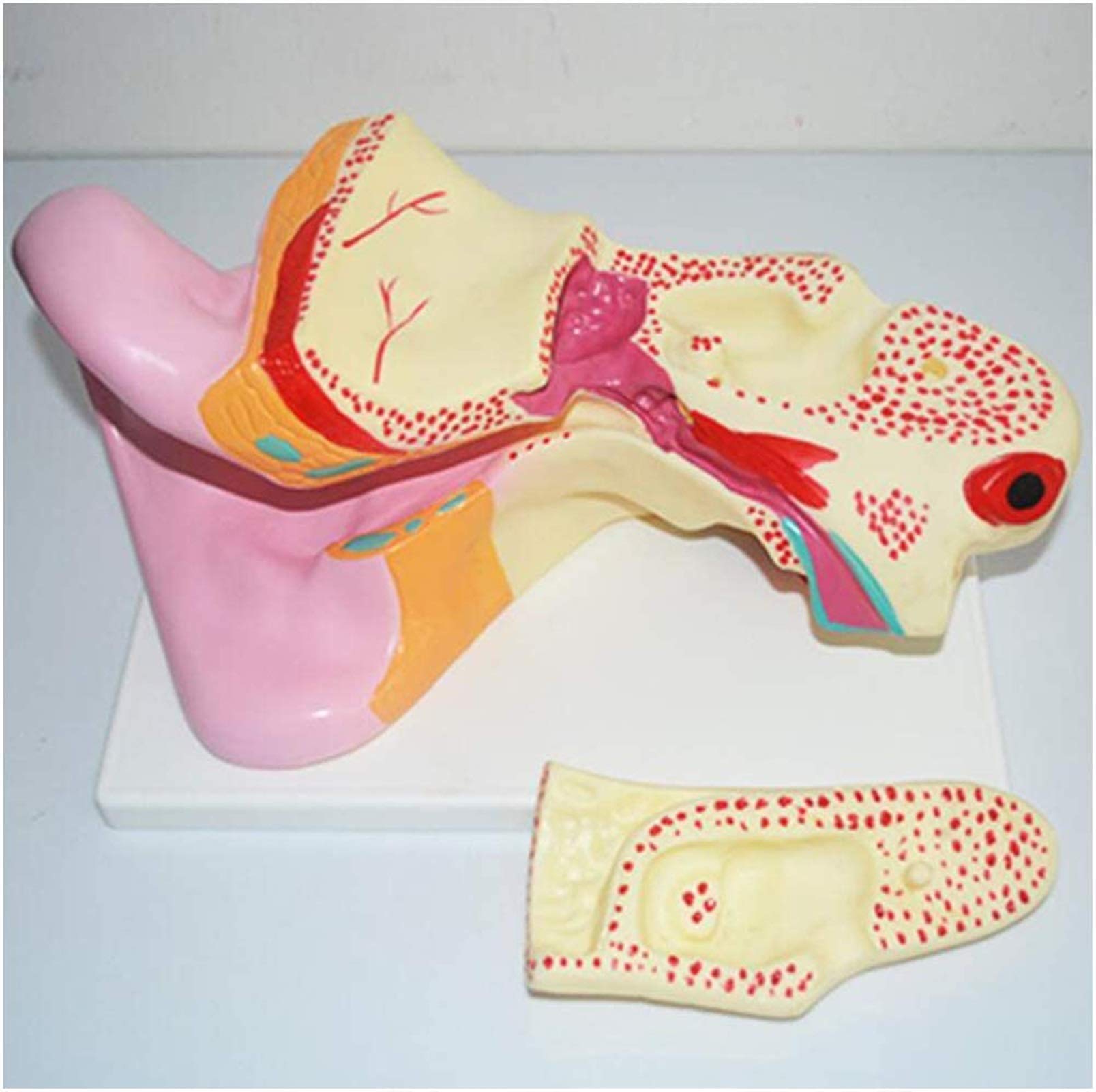 Modelo anatomía, Modelo Educativo, Modelo estómago tamaño Natural, Modelo órgano Humano, Modelo patológico médico estómago para Estudio, Modelo enseñanza, Modelo Esqueleto médico