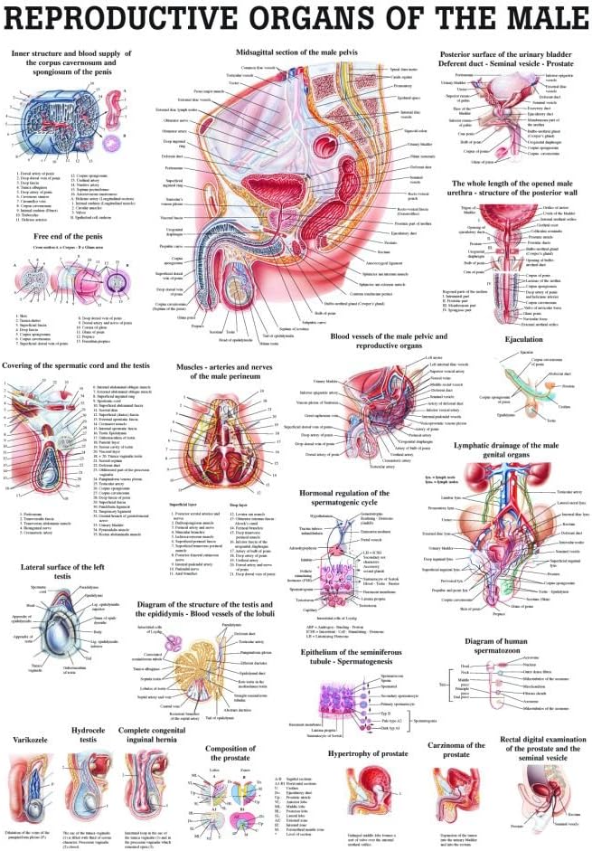 Male Genital Organs Laminated Anatomy Chart