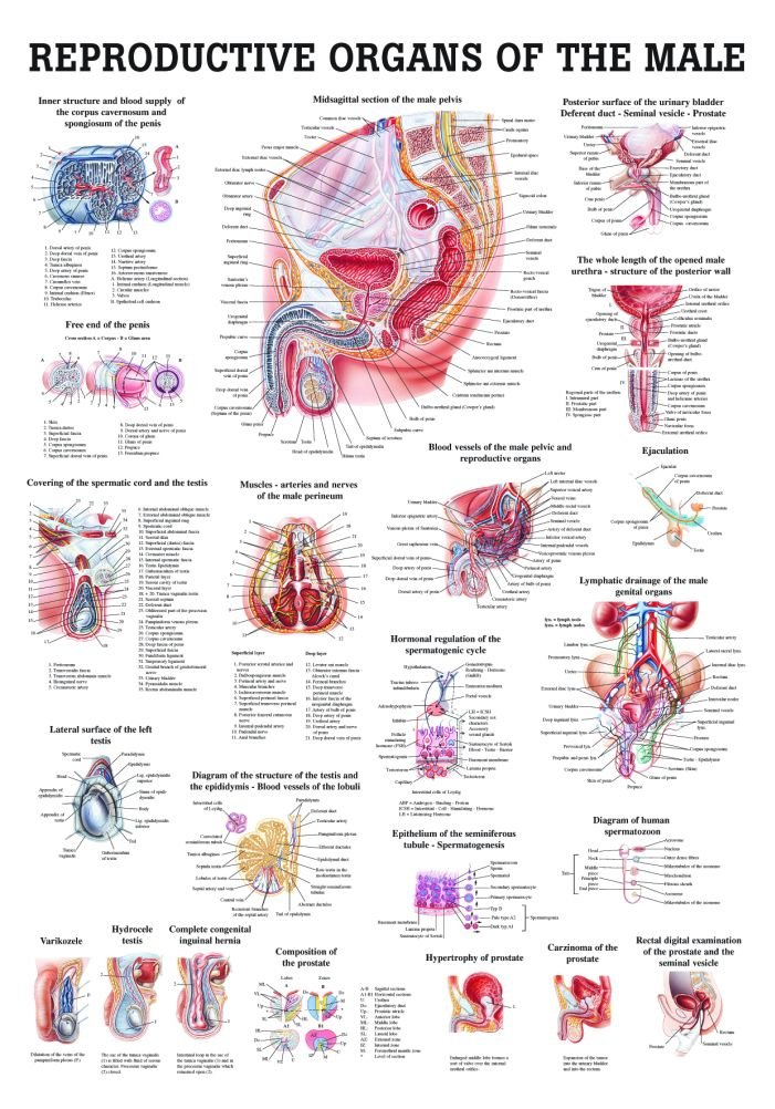 Male Genital Organs Laminated Anatomy Chart