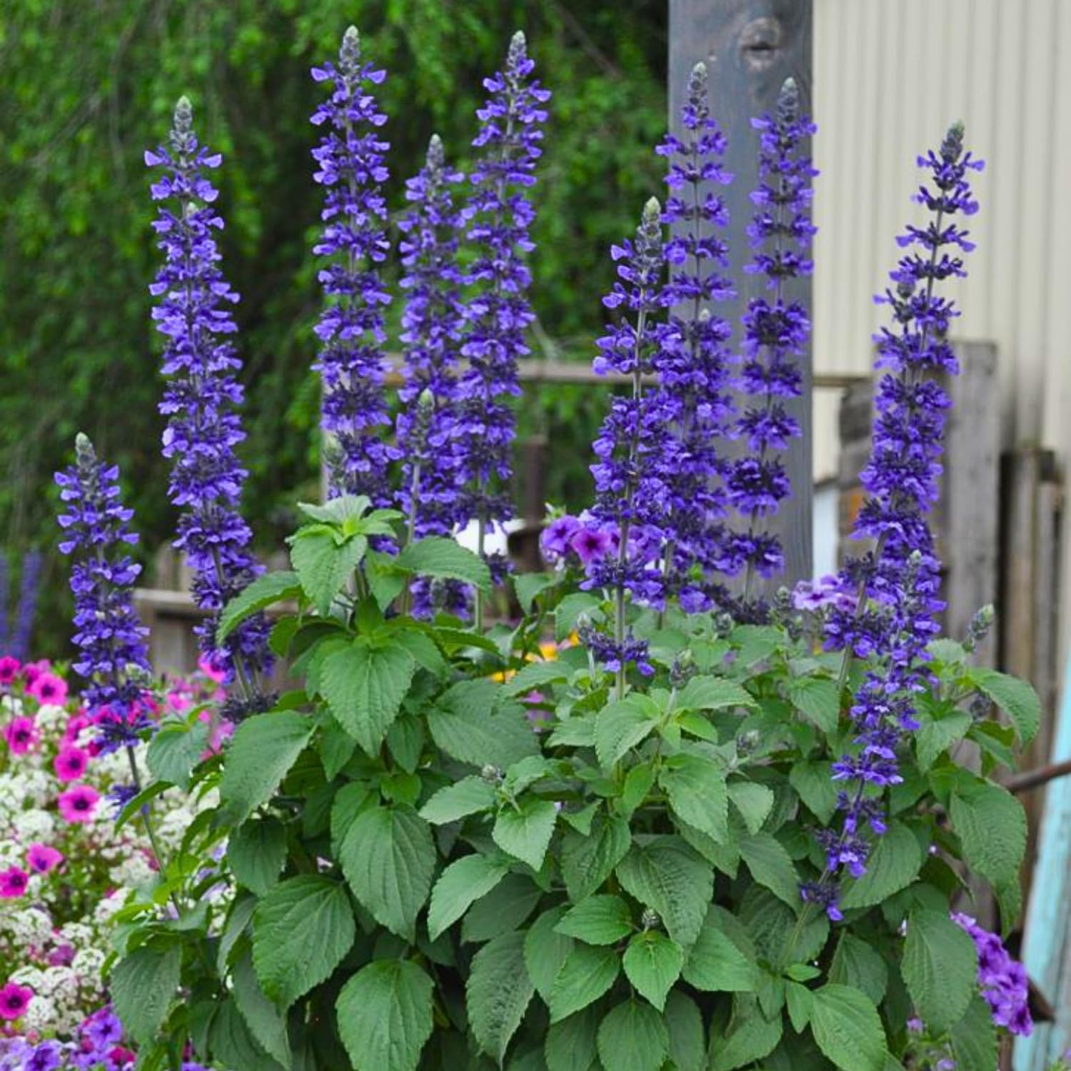 Set 3 Salvia Plants Dark Purple