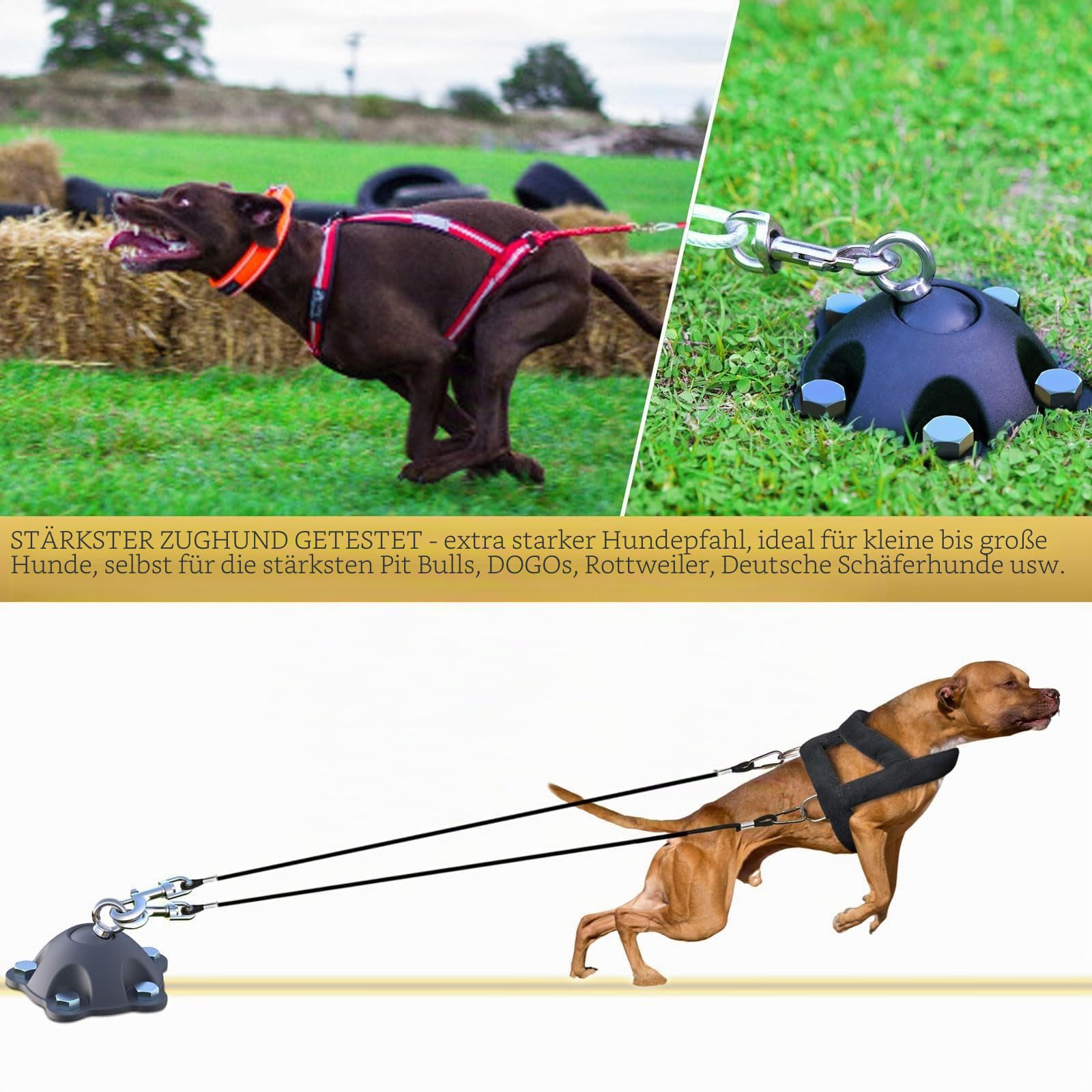 Patentierter 360° drehbarer Hundeanker für kleine bis große Hunde bis zu 68 kg – Hundeleinenpfahl mit 5 starken Haltegurten hält 453,6 kg Zugkraft (Pfahl mit 30 Kabeln)