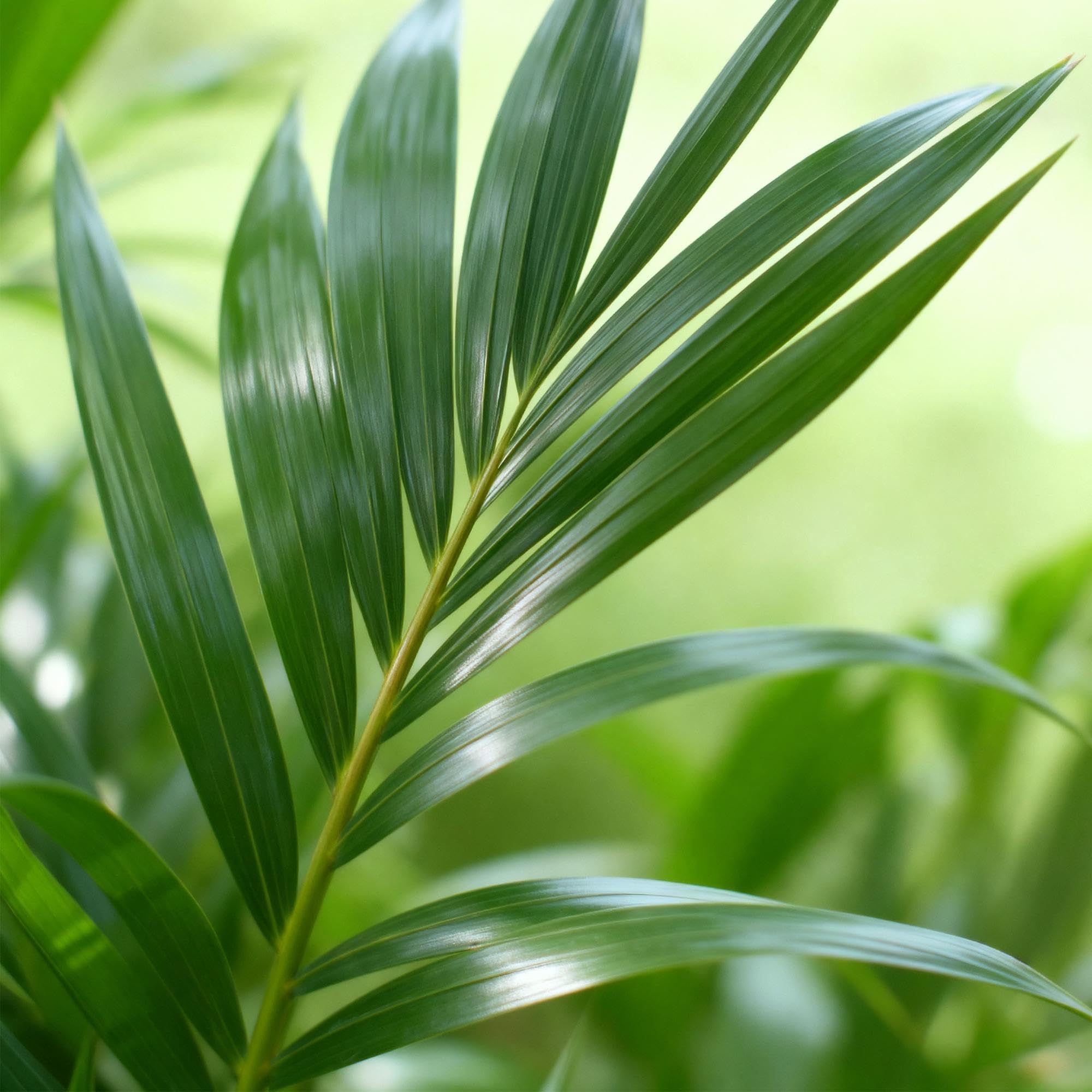 Howea Forsteriana Kentia-Palme Zimmerpflanze mit weiem Topf 21cm Hhe  120-130cm Pflegeleichte groe Grnpflanze fr Wohnzimmer Bro Schlafzimmer  : Amazon.de: Garten