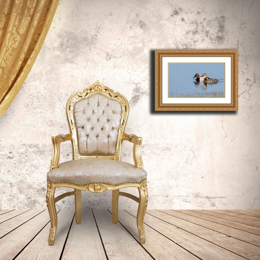 ArtDirect USA-Oregon-Malheur National Wildlife Refuge-canvasback duck pair Custom Framed Art Print Giclee Print or Canvas Options with Various Sizes and Customization by Archer, Ken