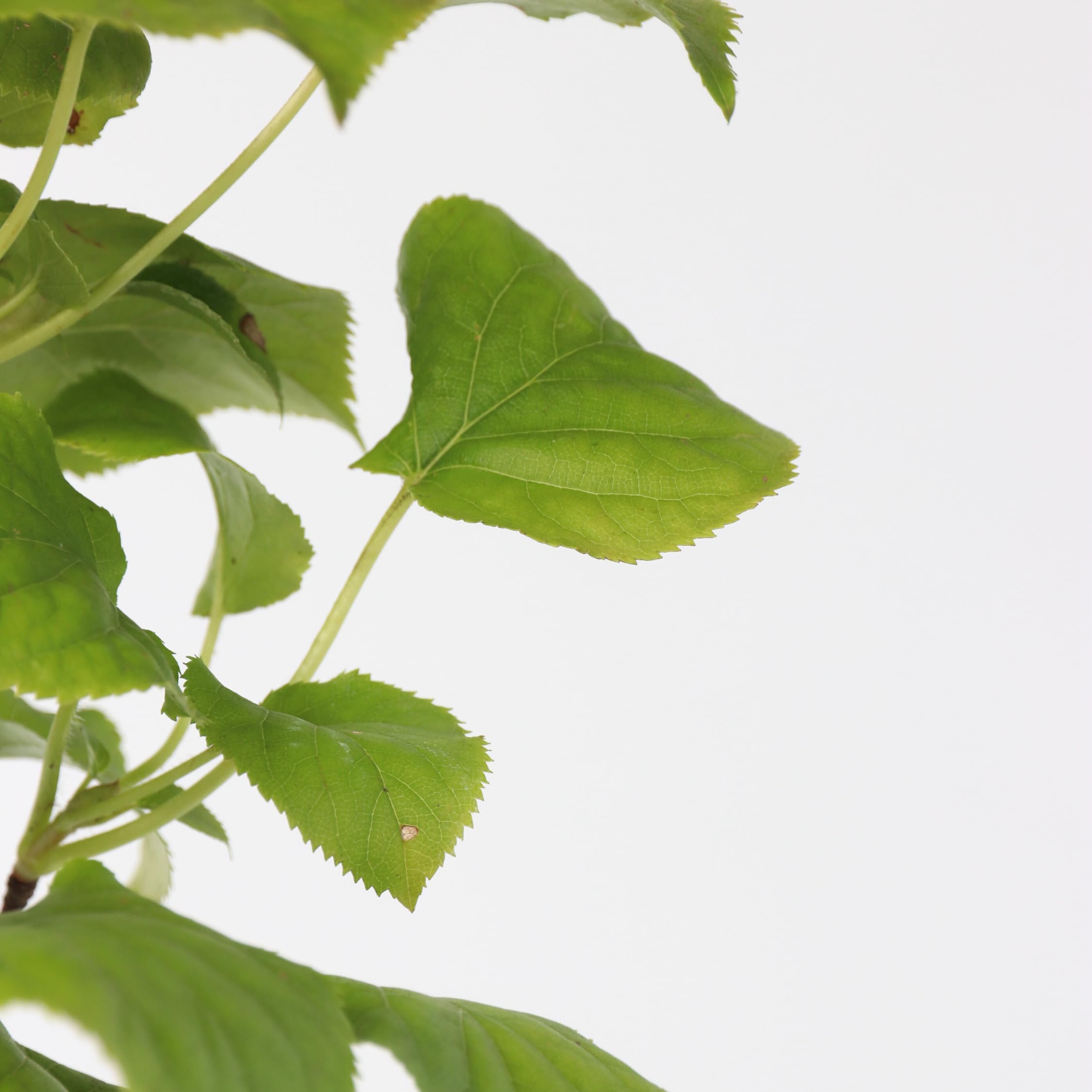Plant in a Box - Hydrangea anomala Petiolaris - Lot de 2 - Hortensia grimpant - ⌀15cm - Hauteur 60-70cm