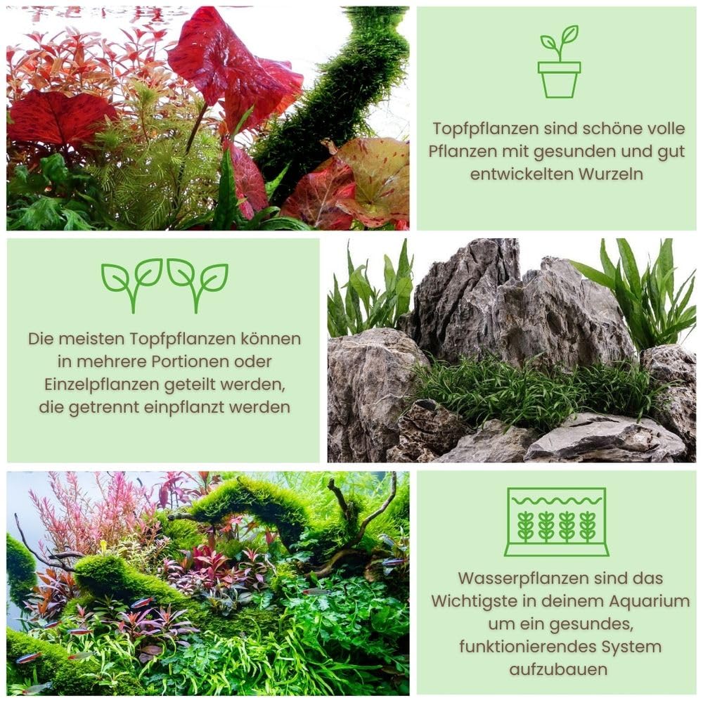 AquaOne Aquarium Pflanzen I 5x Wasserpflanzen I Anti Algen Aquarienpflanzen I Schnellwachsende Bacopa Hygrophila Ludwigia Limnophila plus Mooskugel I Algenkiller Set