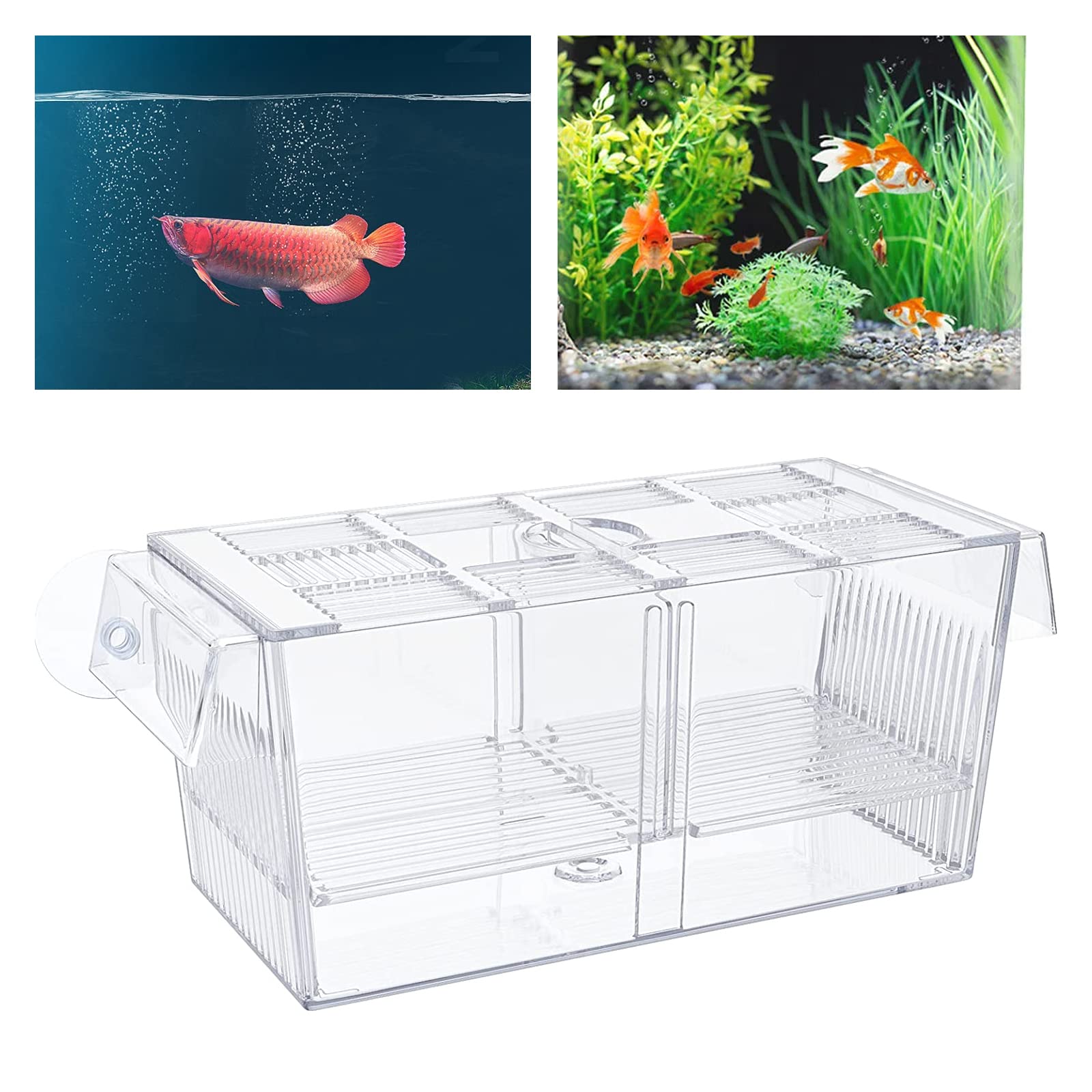 Piscina per allevamento, acquario, piscina per bambini in quarantena, per pesci incinti, piccoli pesci, gamberetti, pesci pagliaccio, 220 x 95 x 100 mm