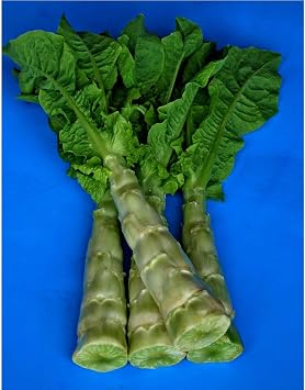 Kitazawa Seed Co Lettuce Seeds Purple Tower Celtuce 2 g Non-GMO Heirloom | Packet 1332 Seeds - Asian Garden Vegetable