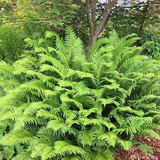 20 Ostrich Fern Rhizomes/Roots - Matteuccia struthiopteris - (20 Pack)