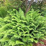 20 Ostrich Fern Rhizomes/Roots - Matteuccia struthiopteris - (20 Pack)