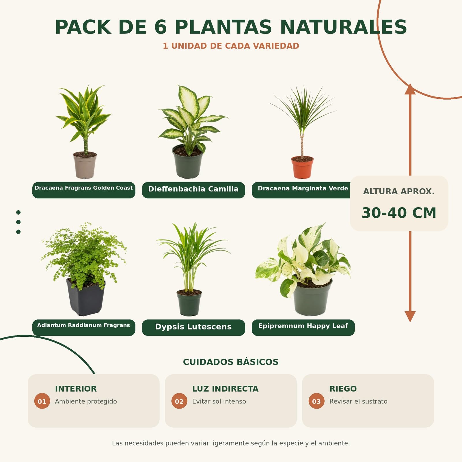 Pack 6 Plantas de Interior: Exposición Botánica Interior DECOALIVE