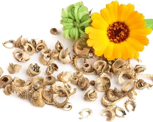 Miniatura 7 de Seed Needs semillas de Caléndula Pacific Beauty Mix más de 5,000 semillas Calendula Officinalis no modificadas genéticas anuales grandes flores