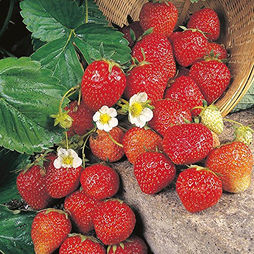 25 semi Fresca fragola