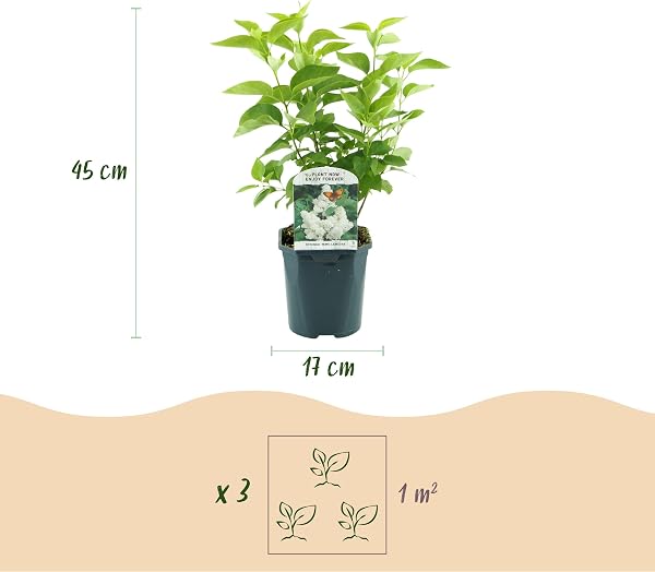 Green boutiQ - Plante de jardin - Syringa vulgaris mme Lemoine - Sering commune - Rustique - Blanc - 1 Plante - Pot 17cm - Hauteur 45cm - 3