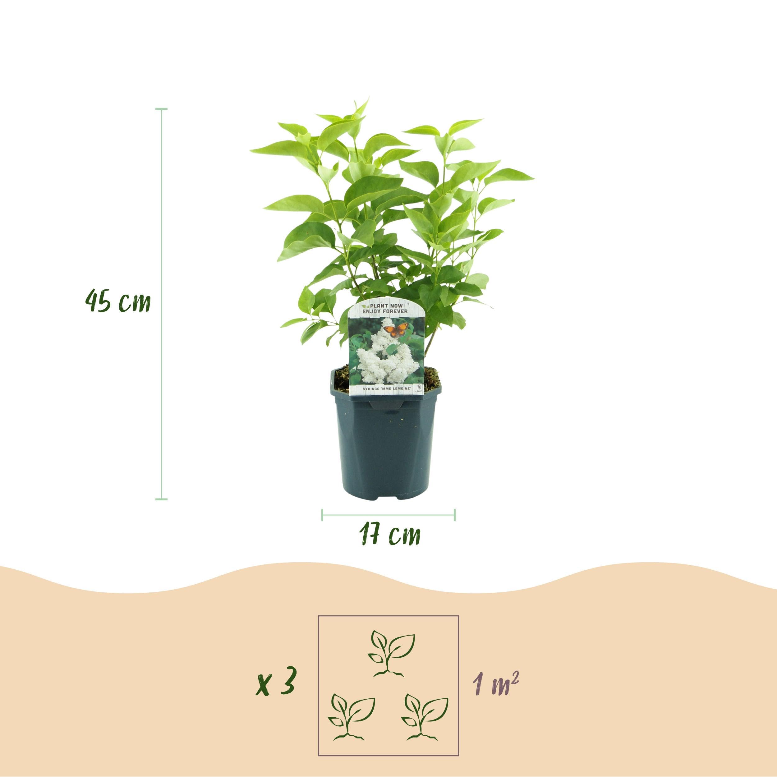 Green boutiQ - Plante de jardin - Syringa vulgaris mme Lemoine - Sering commune - Rustique - Blanc - 1 Plante - Pot 17cm - Hauteur 45cm - 3