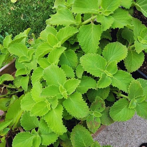 Miniatura 4 de 2 plantas vivas de orégano cubano, plantas de orégano vivas, planta de menta mexicana, plantas vegetales de tomillo español Jardín vivo