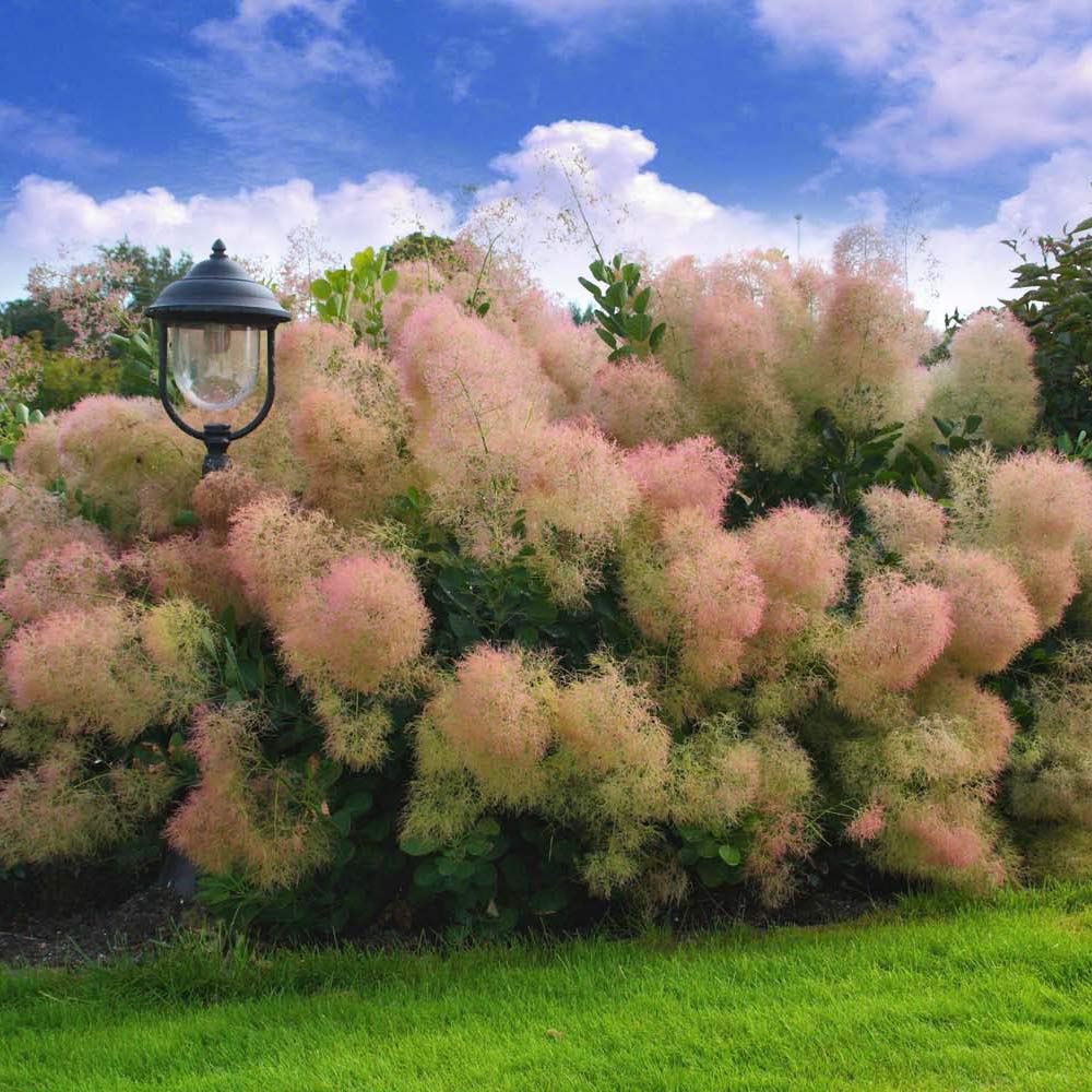 Thompson & Morgan Hardy Flowering Shrub Cotinus ‘Young Lady’, Dwarf Smoke Bush, Potted Garden Plants Ideal for Cottage Gardens, Patio and Containers (1 x 3.5 Litre Pot)