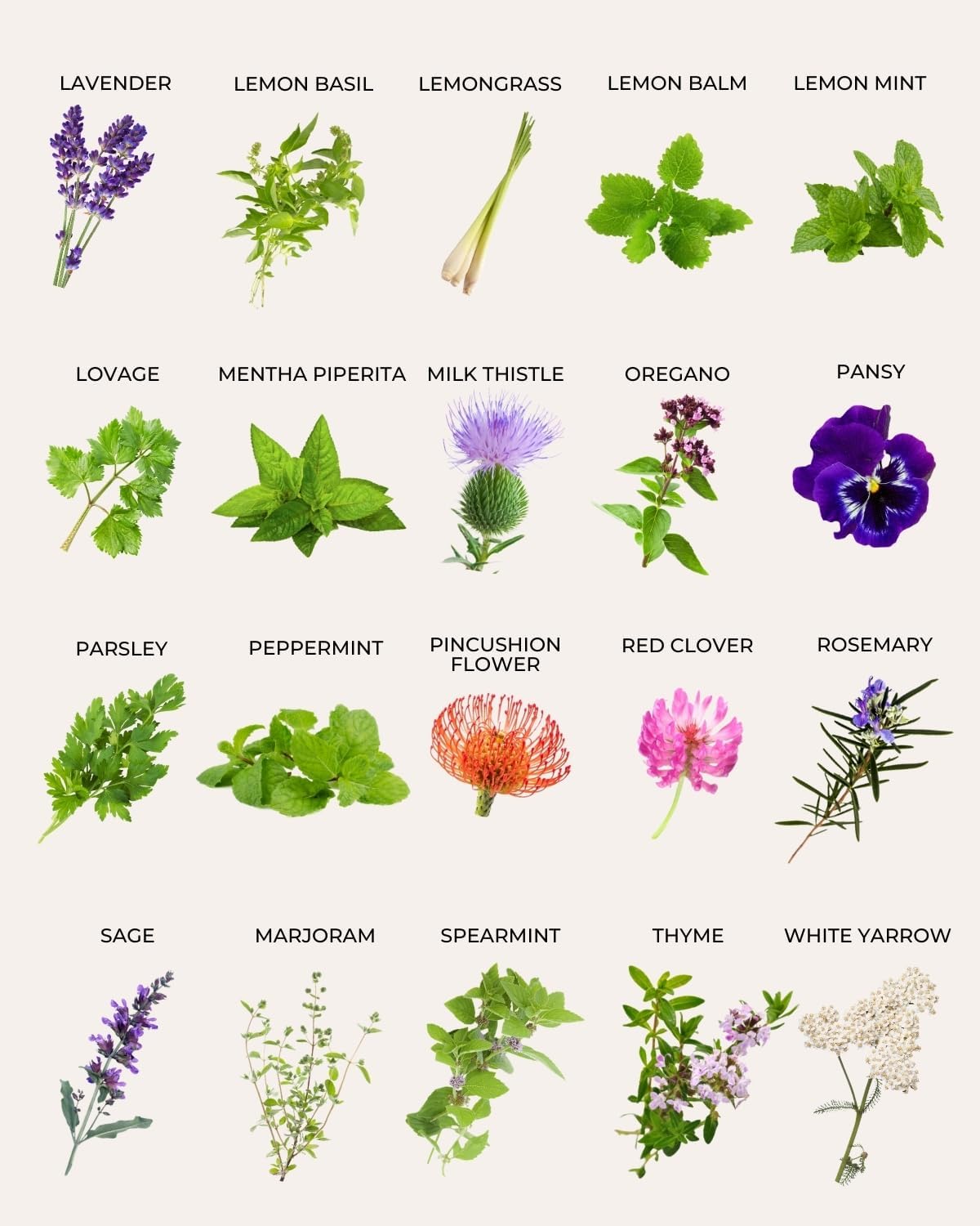 Tactiko Survival 40 Medicinal & Tea Herb Seeds Variety Pack, Indoor & Outdoor Herbal Garden Kit, USA Grown Heirloom Non-GMO, Herbal Seeds for Teas, Resealable Mylar Bag for Long-Term Storage