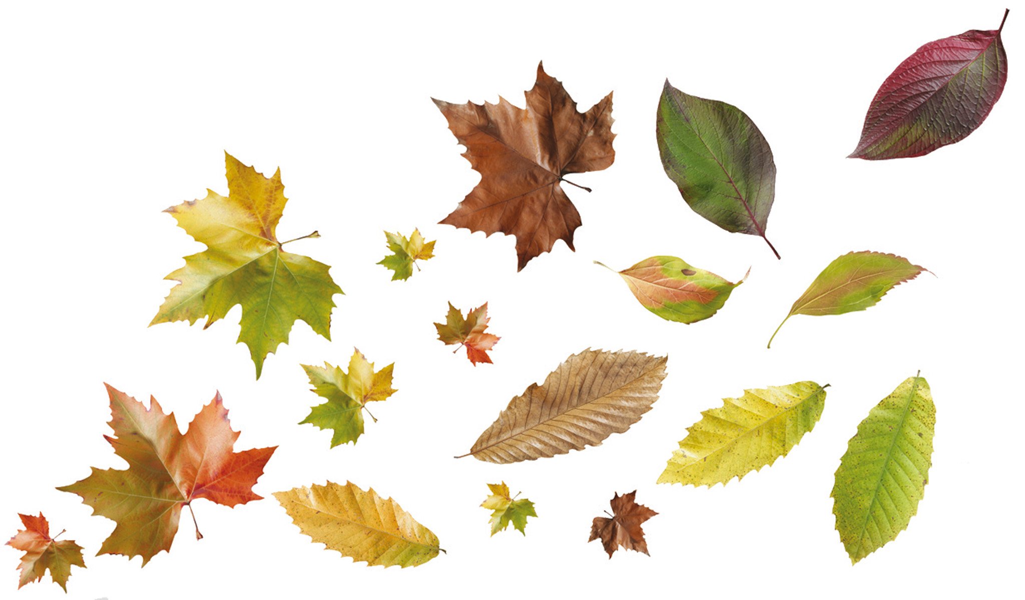 Plage Decoración Adhesiva Hojas de Otoño, Vinilo, Multicolor, 21x3x29.6 cm, 17