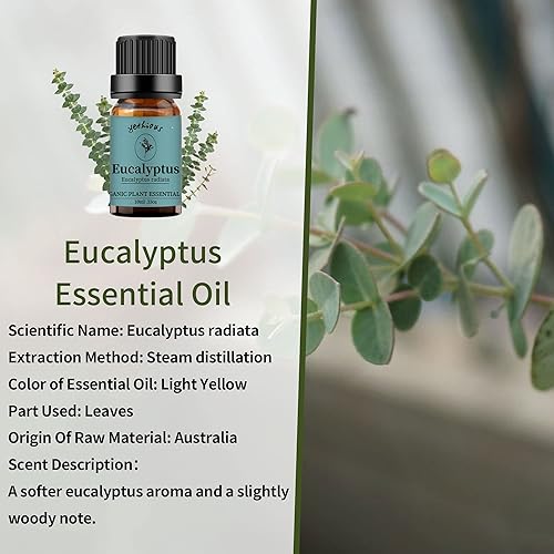 Miniatura 2 de Aceite esencial de lavanda y eucalipto orgánico y puro de yethious, aceite esencial de lavanda para difusor, cuidado de la piel y el cabello