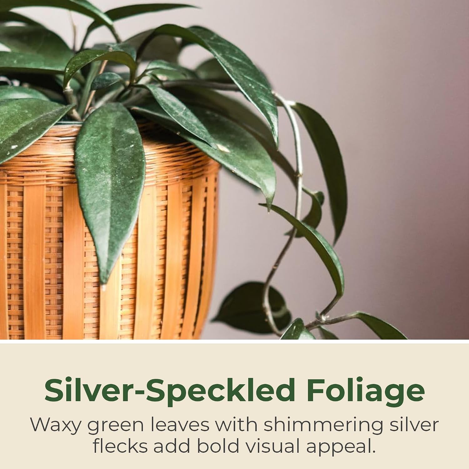 Speckled Hoya Pubicalyx Live Wax Plant – Silver Flecked Vining Foliage w/Fragrant Flowers Grows Up to 4 ft in 4” Grower Pots – Medium to Bright Indirect Light Indoor or Patio Houseplant, 4-Pack