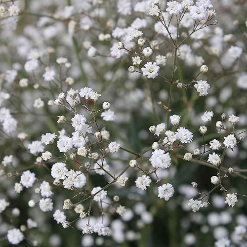 Miniatura 4 de Semillas de aliento de Babys  Mezcla  Paquete  Semillas de flores blancasrosas, semillas de reliquia atrae abejas, atrae mariposas, atrae