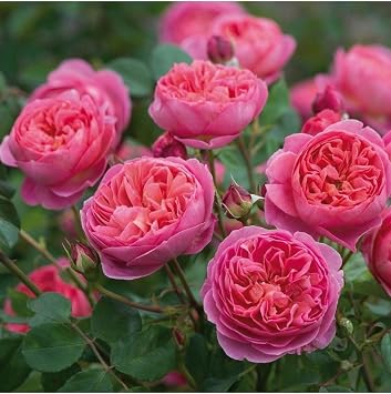 Videolu Yediveren Gül Seti (50 70 Cm) 3 Adet (Beyaz Pembe Turuncu) Aşılı Gül Rose