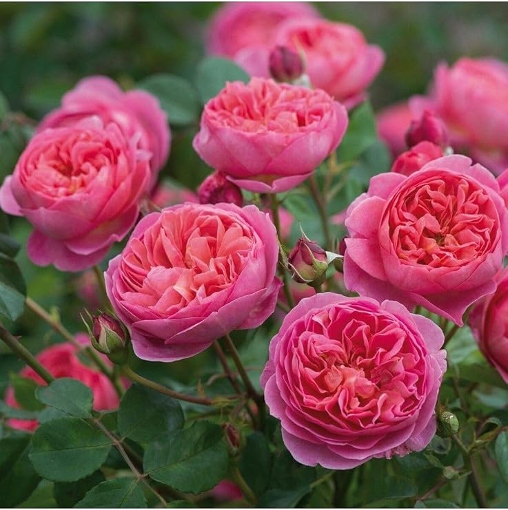 Videolu Yediveren Gül Seti (50 70 Cm) 3 Adet (Beyaz Pembe Turuncu) Aşılı Gül Rose