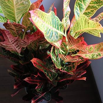 クロトン　色々あります。 クロトン・エクセレント 6号 おしゃれなインテリアグリーンの通販