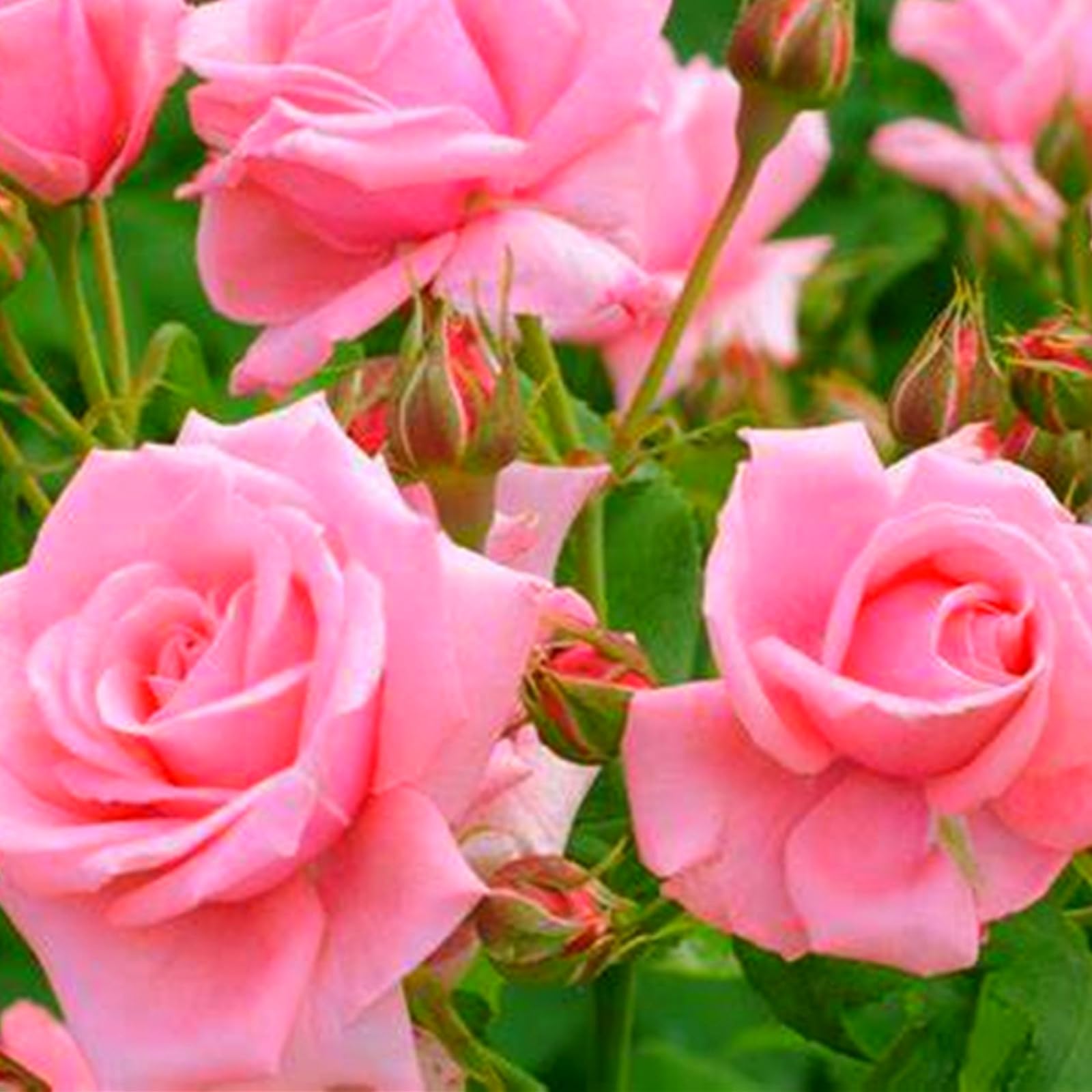 Perennial,Multicolor Rose Bulbs,for Stunning Garden Displays-4 Bulbs-B