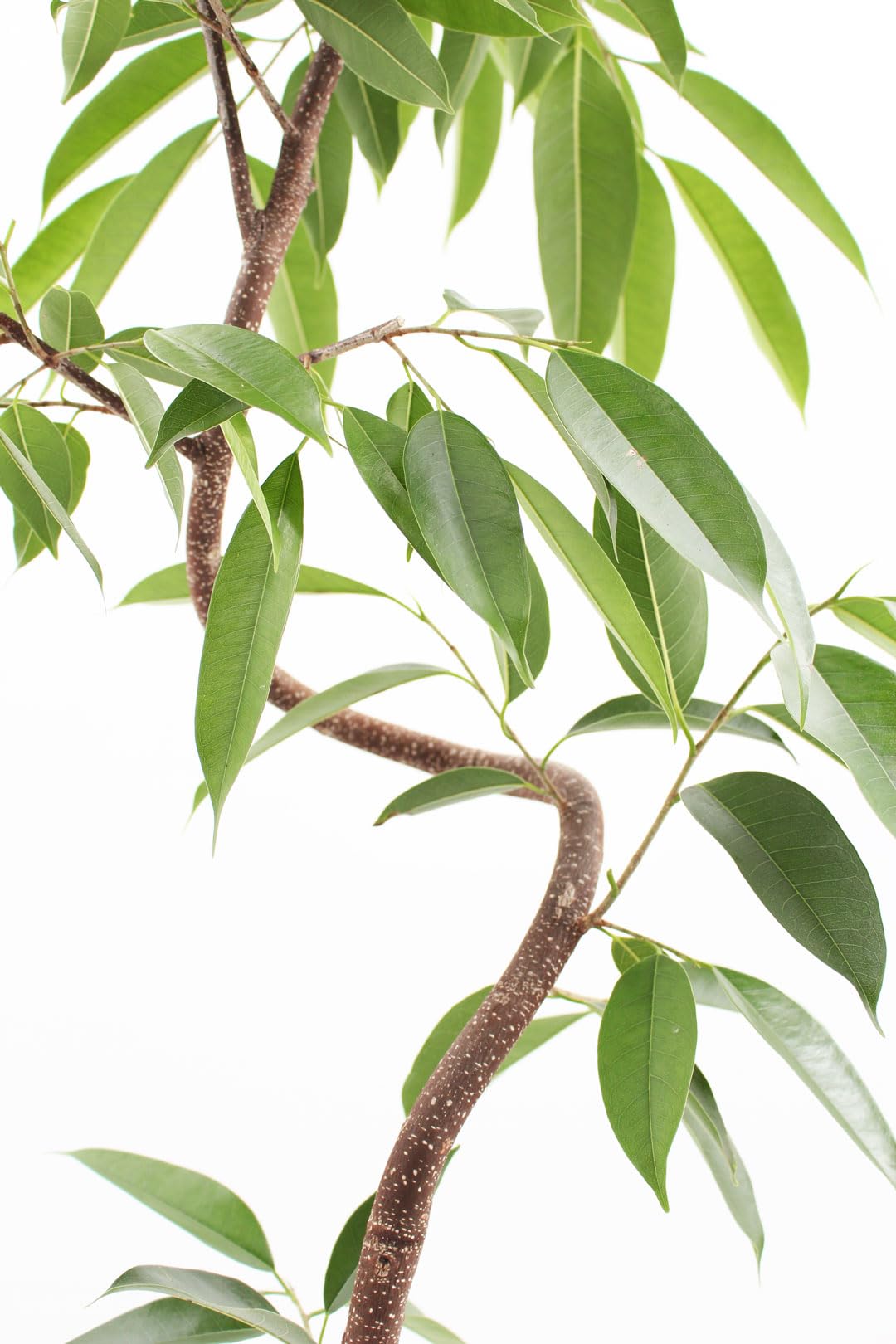 フィカス　アムステルダムキング　 曲がり ゴムの木　観葉植物　シンボルツリー Amazon｜観葉植物 フィカス アムステルダムキング 8号 曲がり