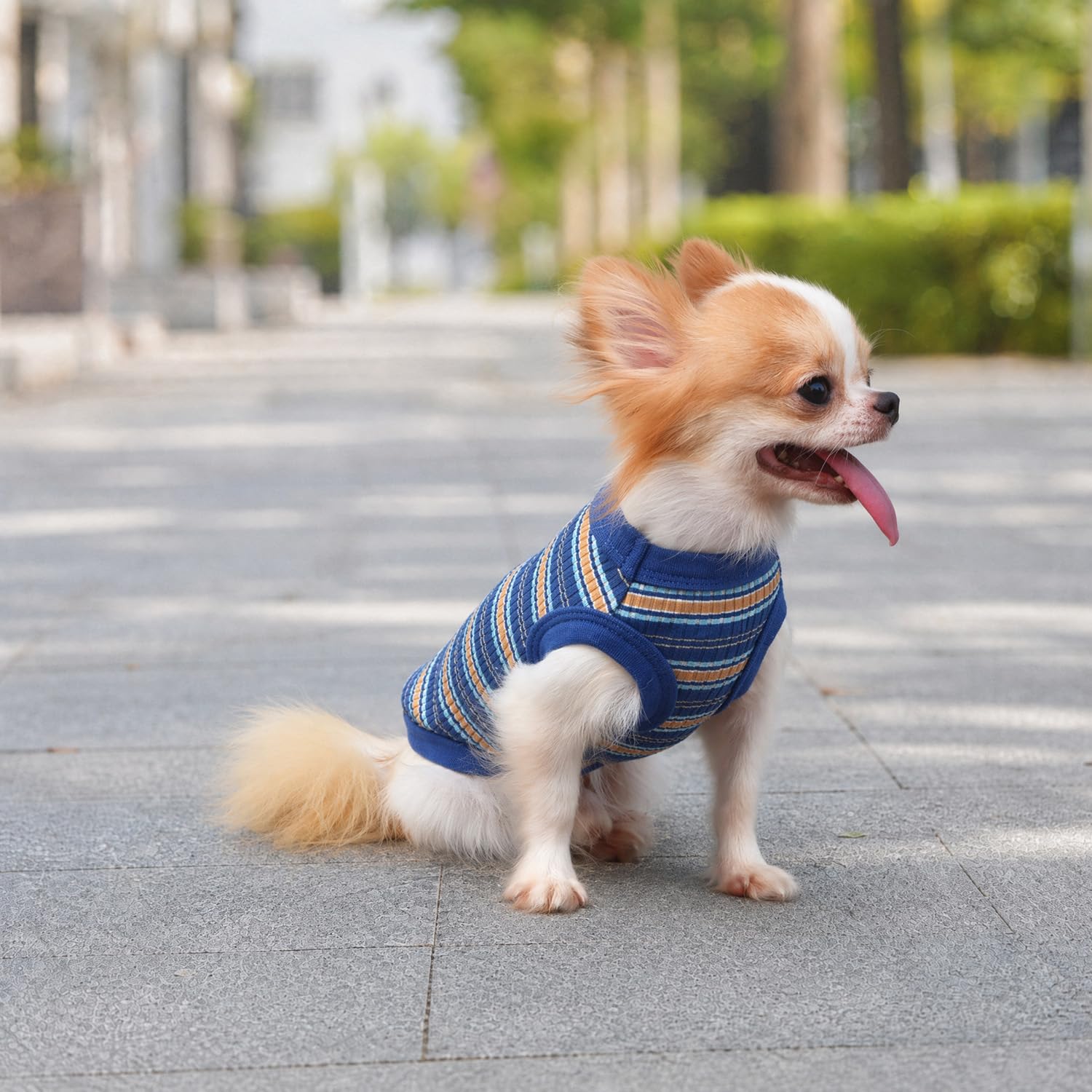 LOPHIPETS Camiseta de algodón 100% acanalado para perros pequeños, Chihuahua, cachorro, camiseta sin mangas, azul/L