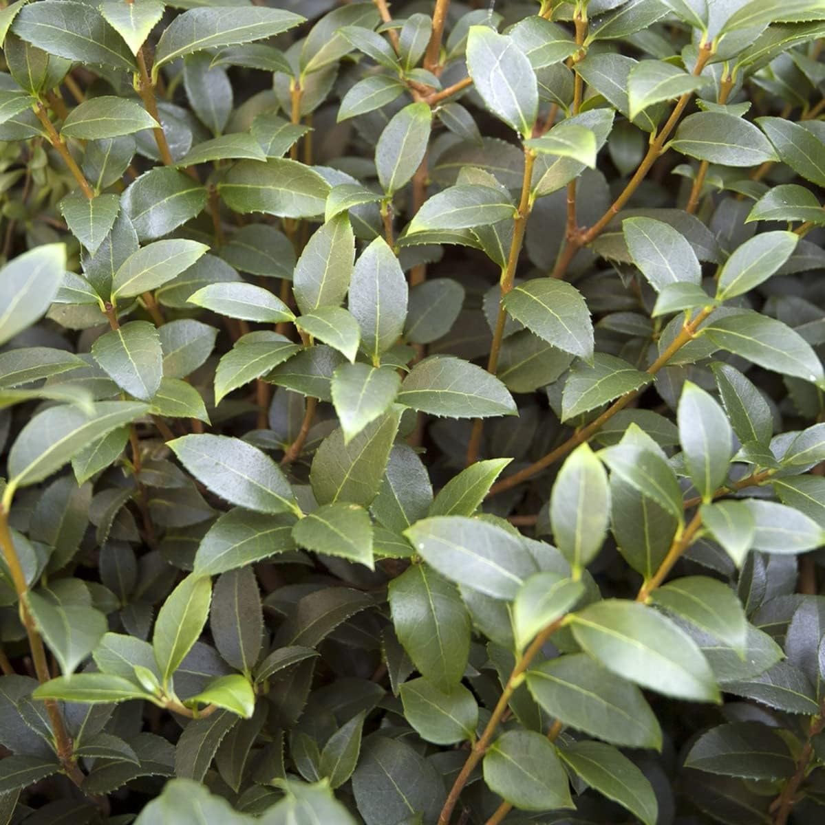 Stauden Gänge 10 x Osmanthus burkwoodii Frühlingsduftblüte winterhart