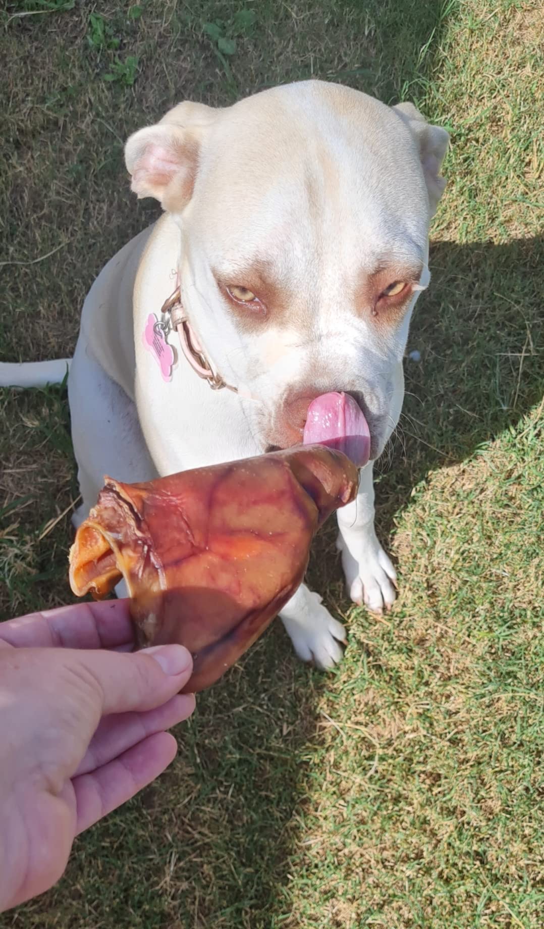 Bow Wow Pigs Ears Dog Treats, 10 Pack Pet Supplies