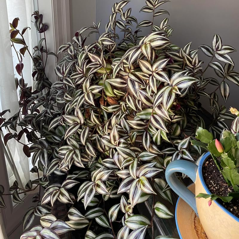succulents black prince Echeveria 'Black Stripe' (Variegated Black Prince Variant) 2" Succulen   True Succulents Plant Co