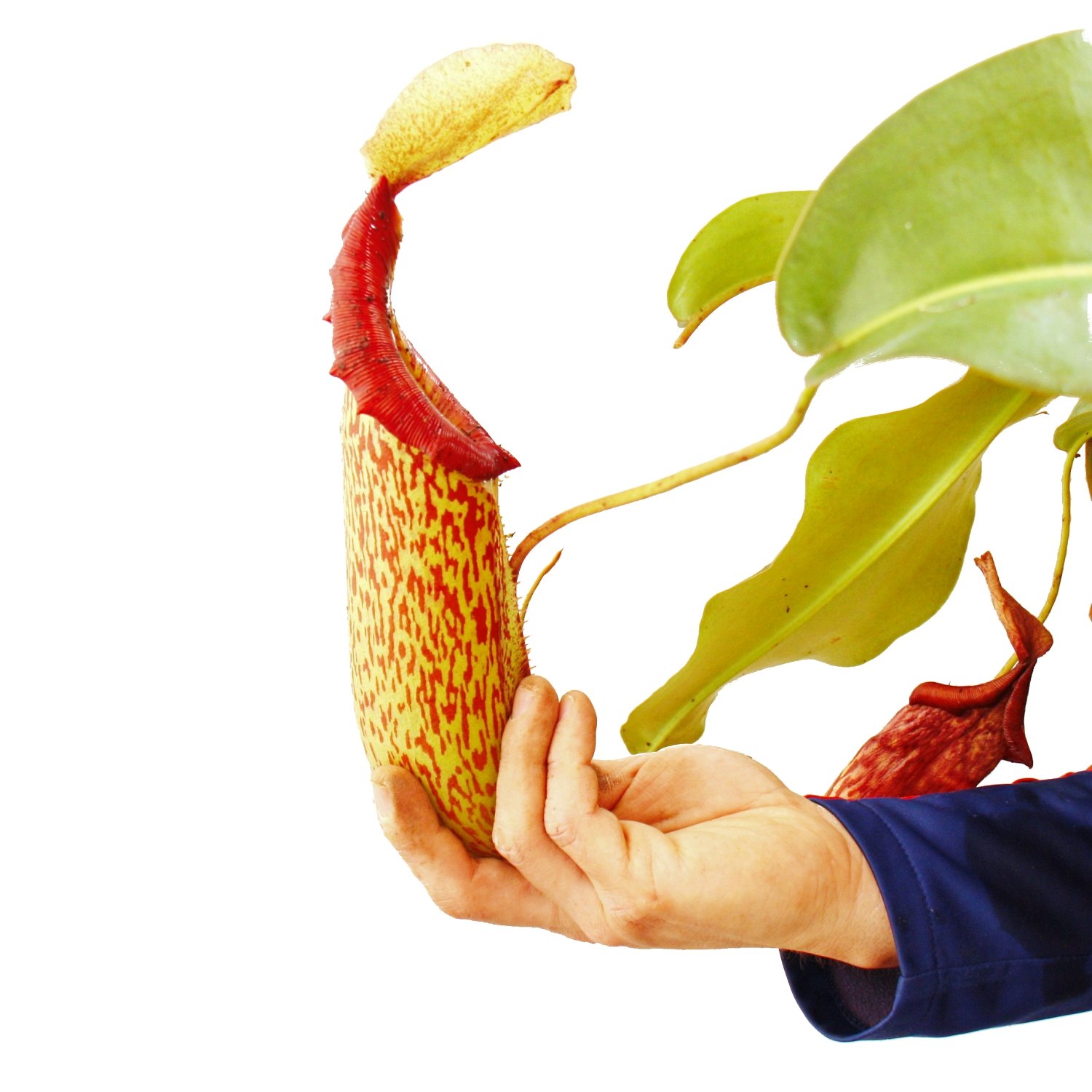 Exotenherz Nepenthes maxima - Plante de sapin géante - Ampel