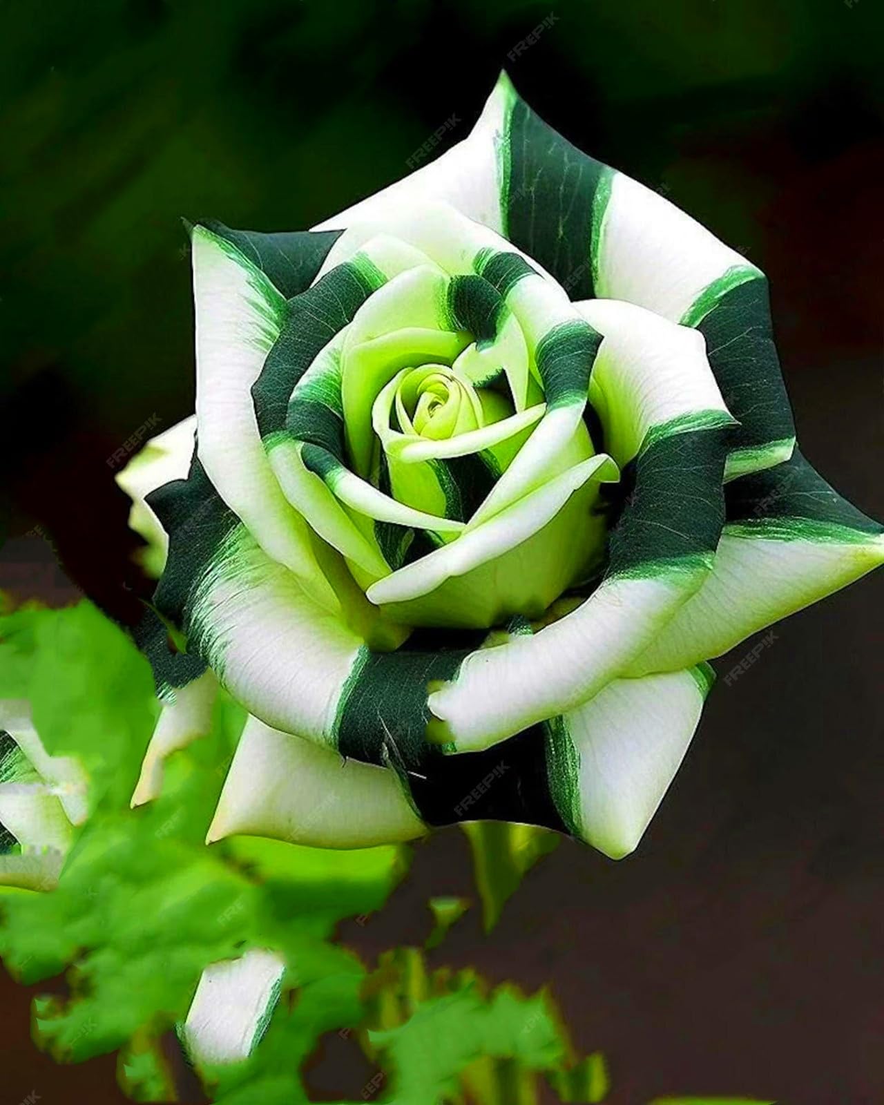Rare Rose Bulbs UK,Fragrant Flowers, Brilliant Rose Rhizome Bulk, Planting for Stunning Garden Displays-1 Rhizome-E