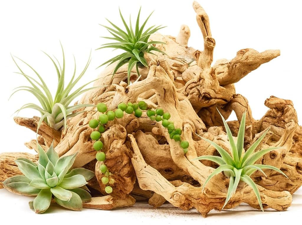 Koyal Wholesale Natural Grapewood Vase Filler Decor, 2.2-Pounds Bulk Vase Filler Branches for Terrariums, DIY Air Plant Kits, Table Scatter