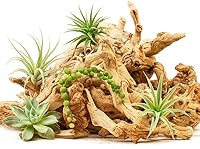 Vista 7 de Koyal Wholesale Decoración de relleno de jarrón de madera de pomelo natural, ramas de relleno de jarrón a granel de 2.2 libras para terrarios, kits