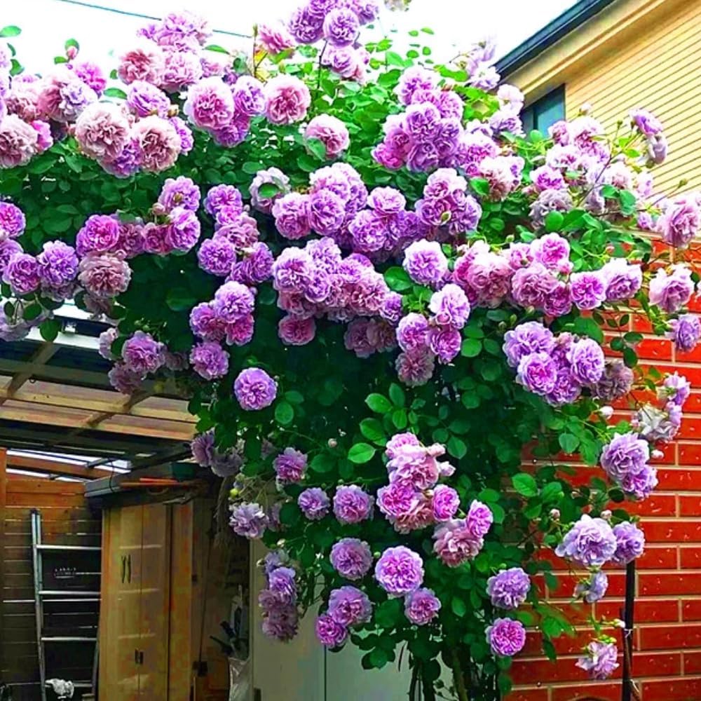 Rose Bush Live Plant - Rose Plant Live Shrub - Bareroot with Soil 5-10 Inch Tall - Fragrant Rose Flowers Heirloom Rose Shrub (Light Purple Rose)