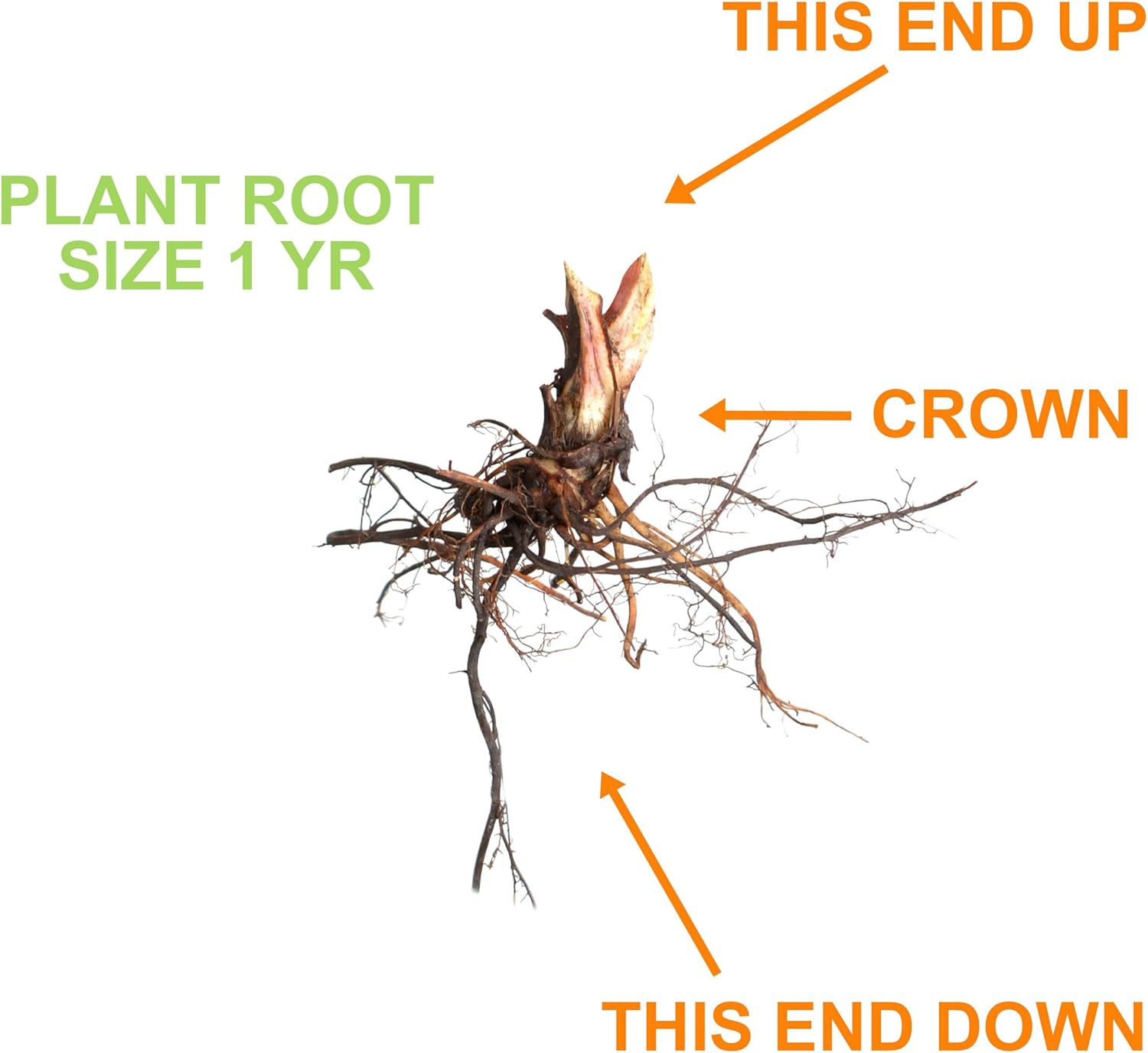 Garden State Bulb Tristar Everbearing Strawberry Bare Root Crowns, Non-GMO, Spring Planting (Bag of 40)