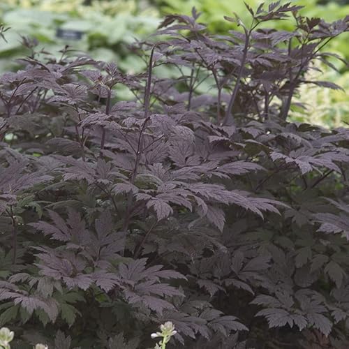 Miniatura 2 de Outsidepride 200 semillas perennes Cimicifuga Ramosa Black Cohosh Follaje Semillas para plantar