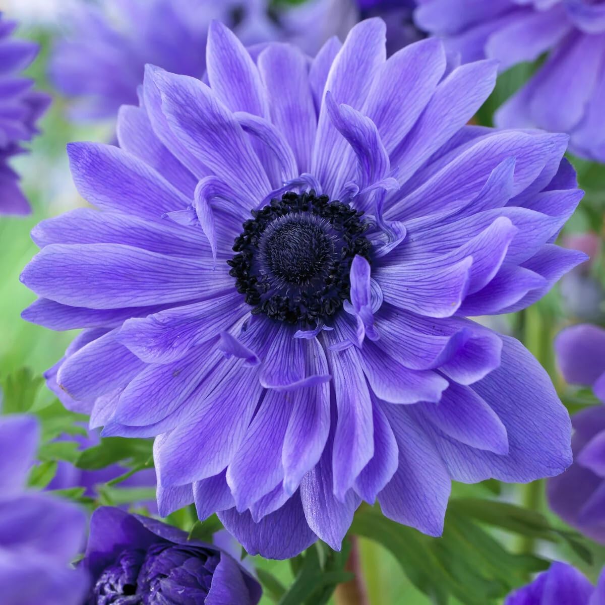 Amazon.com : Votaniki Anemone Coronaria 'Lord Lieutenant' Bulbs