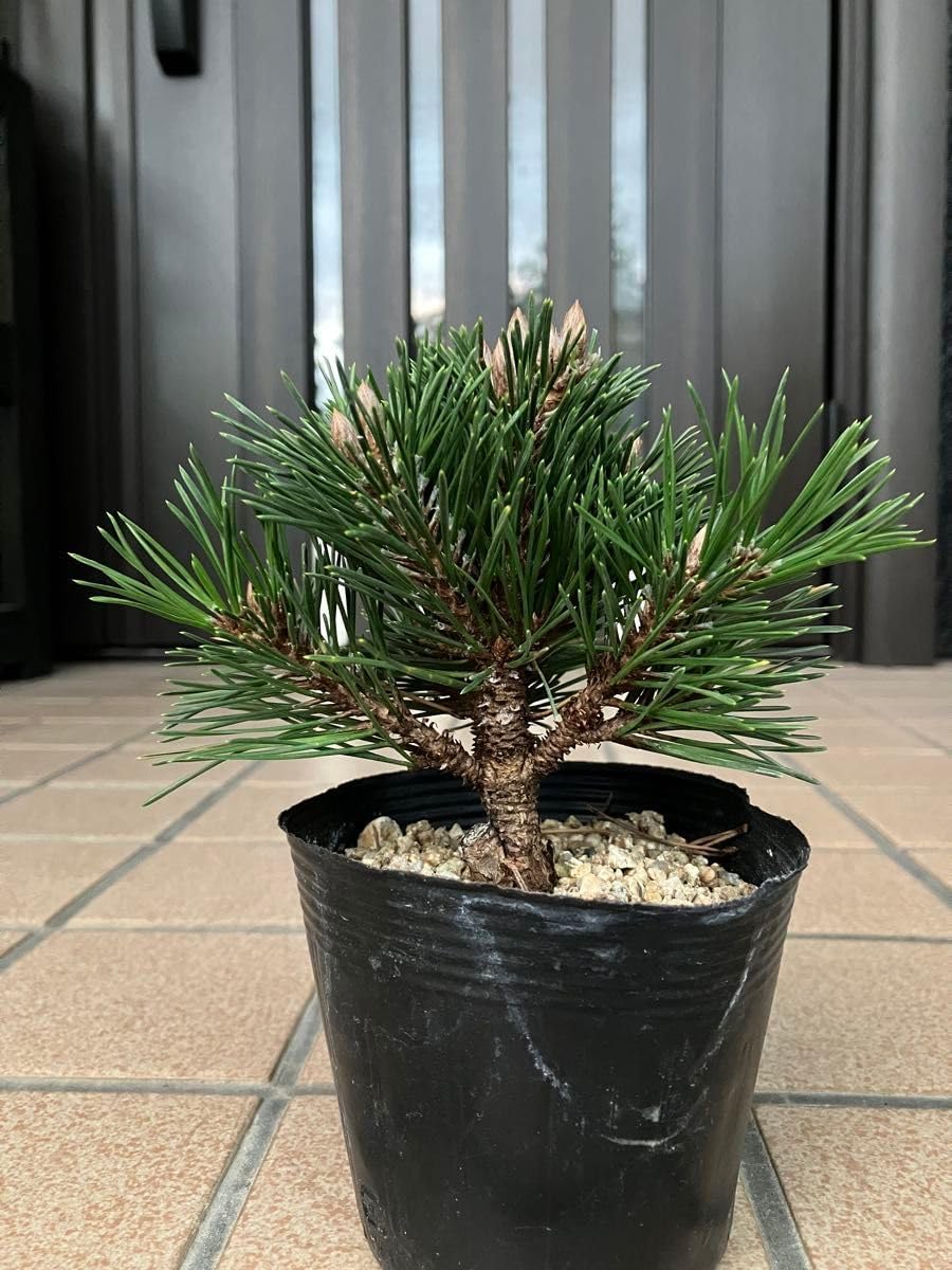 超 の八房黒松 千寿丸 ☆樹形の美しい ☆優良素材☆