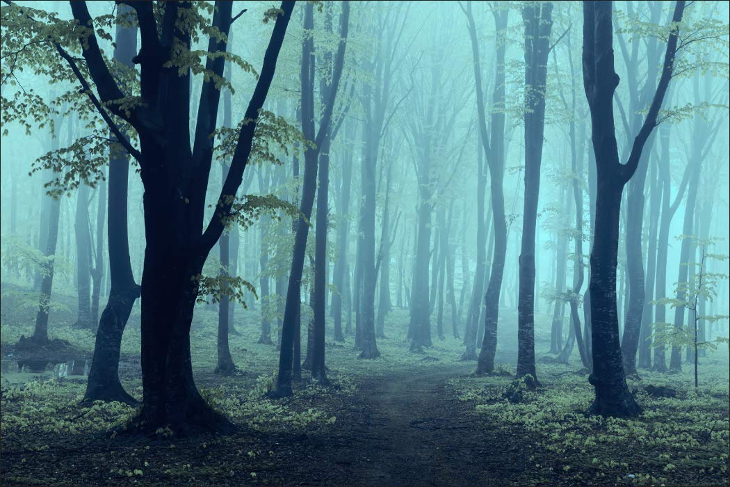 Fototapeta winylowa, las w mgle, drzewa, natura, tapety ścienne 300 x 210 cm, do salonu, sypialni, nowoczesne obrazy ścienne XXL, dekoracja ścienna, szer. 300 x wys. 210