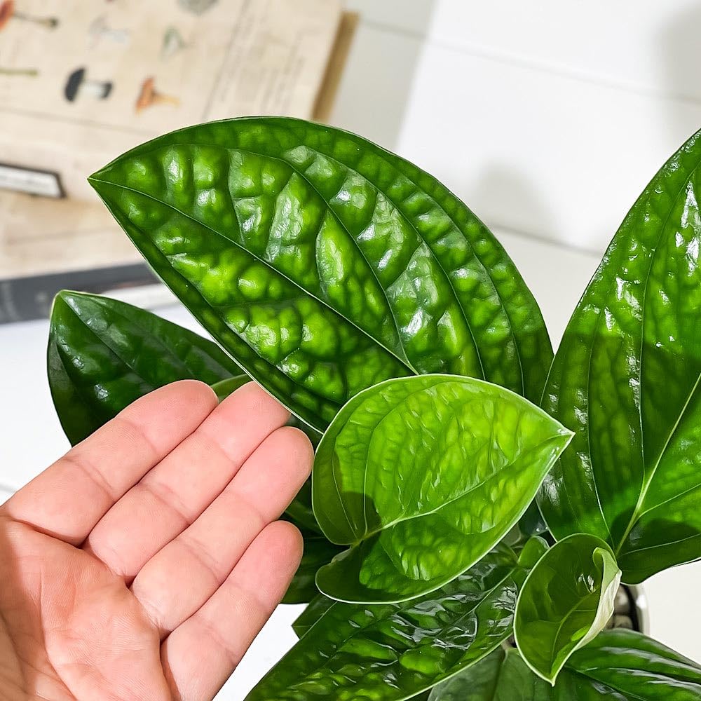 カーティシー　モンステラ4株　カゲアナ 観葉植物 モンステラ 4号」の人気商品一覧 | 安い商品を通販