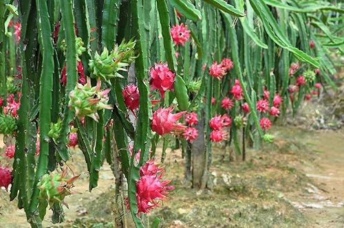 100 piezas de semillas Pitaya Bonsái Plantas de árbol de fruta del dragón Jardín Carne roja Pitaya Semillas