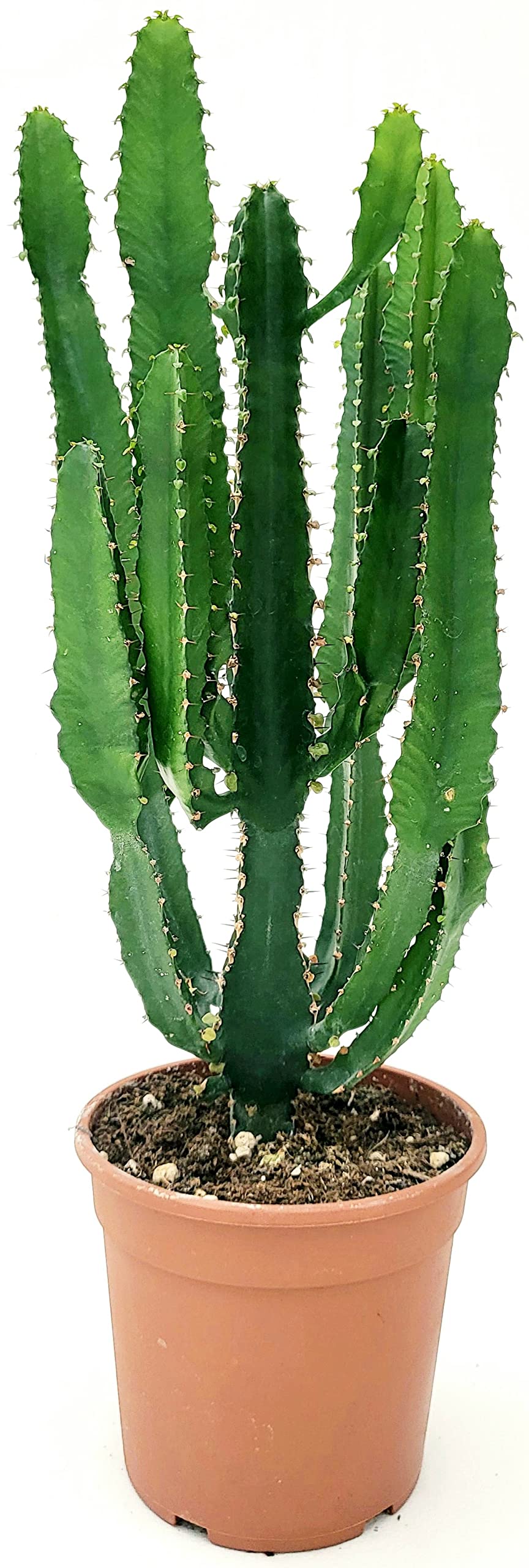 POWERS TO FLOWERS - EUPHORBIA VULCANA ERITREA COMPACT BRANCHED CHRIST PLUG,  COLD CACTUS, Pot 18 cm diameter, height 50 cm, real plant : Amazon.it: ...