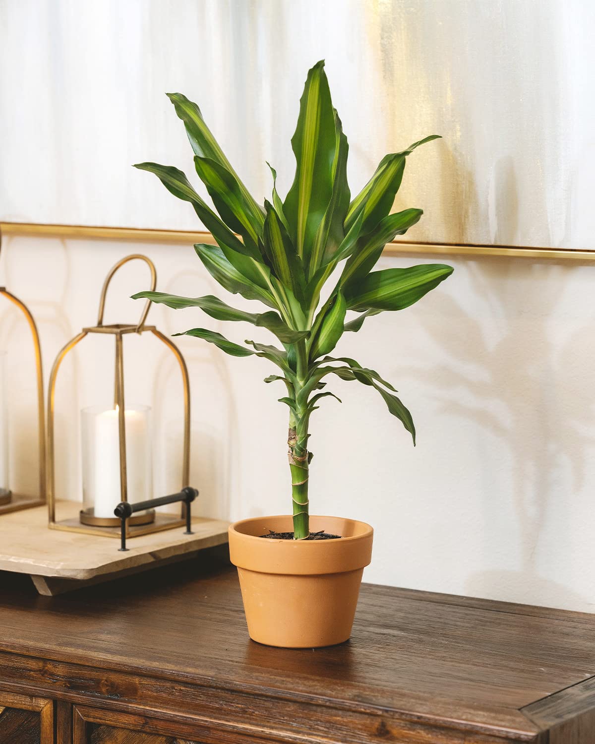 Great Description About Dracaena Massangeana Plant Care