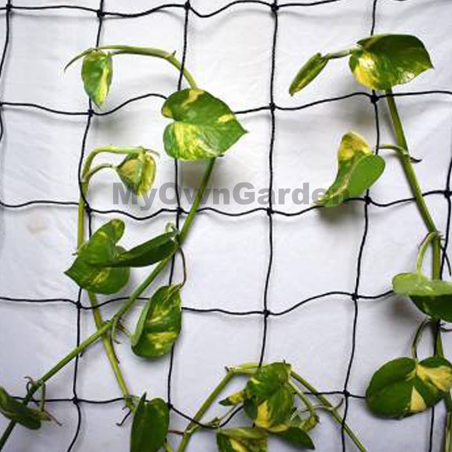 MyOwnGarden Plant Climber Net for Plants Creeper Net (5x15 FEET Pack of 3) (B0B5TK6N1Q) Amazon Price History, Amazon Price Tracker