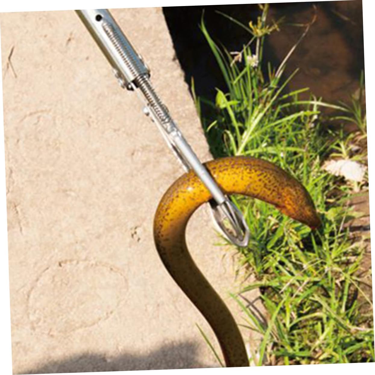 Stainless Steel Crab Tongs Multi-function Eel Clip Tool for Seafood Heavy Duty Grip for Catching Crab Eel and Loach Sturdy and Easy to Clean